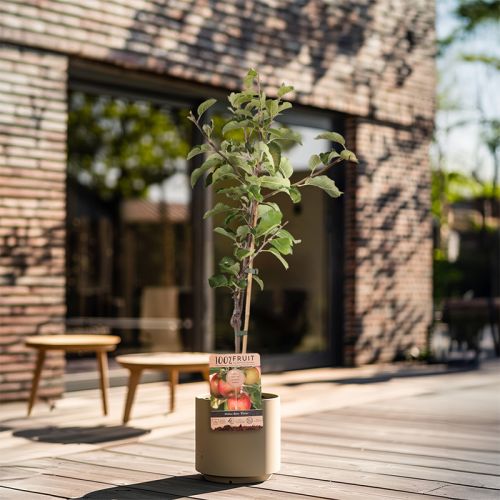 Fruit tree 95 cm - Image 12